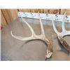Image 8 : Group Of 5 Collector Whitetail Shed Antlers