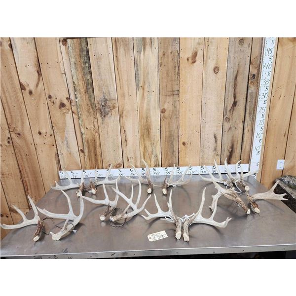 21.3 Lbs Of Whitetail Shed Antlers