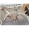 Image 2 : 21.3 Lbs Of Whitetail Shed Antlers