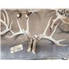 Image 4 : 21.3 Lbs Of Whitetail Shed Antlers