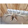 Image 6 : 21.3 Lbs Of Whitetail Shed Antlers