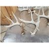 Image 7 : 21.3 Lbs Of Whitetail Shed Antlers