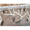 Image 8 : 21.3 Lbs Of Whitetail Shed Antlers