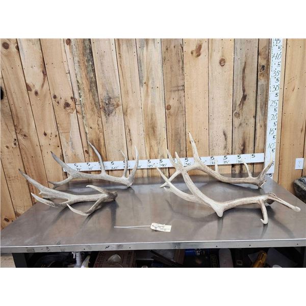 2 Sets Of Elk Shed Antlers