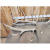 Image 3 : 2 Sets Of Elk Shed Antlers