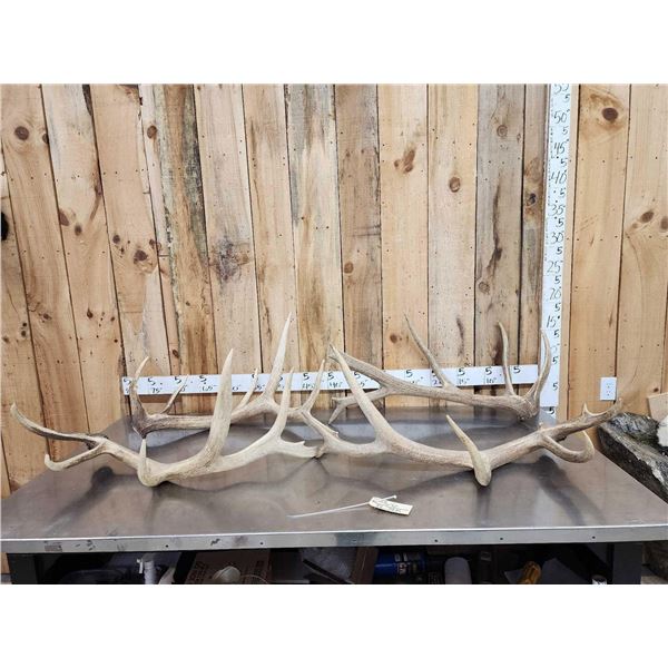 2 Sets Of Elk Shed Antlers