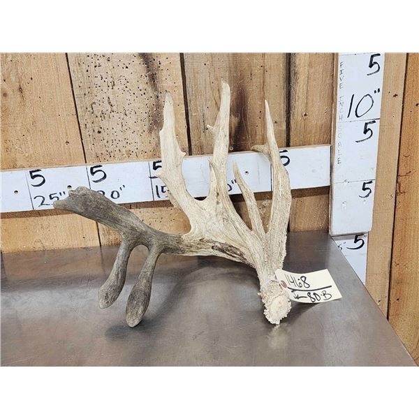 Big Double Droptine Whitetail Shed Antler