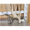 Image 1 : Big Double Droptine Whitetail Shed Antler