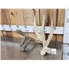 Image 2 : Big Double Droptine Whitetail Shed Antler