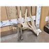 Image 3 : Big Double Droptine Whitetail Shed Antler