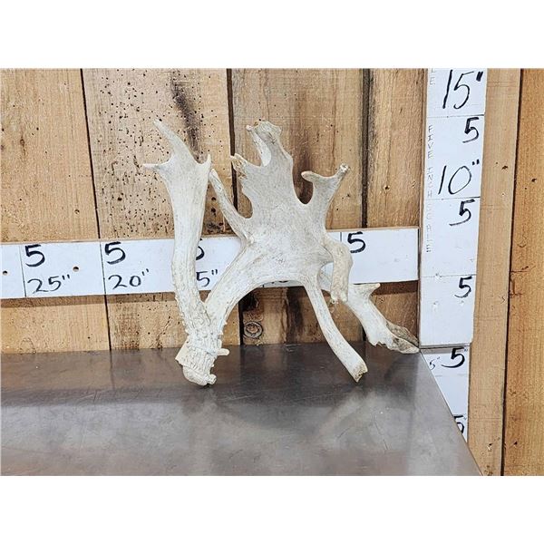 Huge Palmated Whitetail Shed Antler