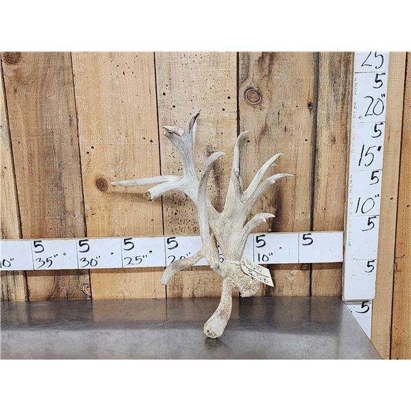 Big Gnarly Nontypical Whitetail Shed Antler