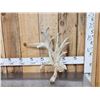 Image 1 : Big Gnarly Nontypical Whitetail Shed Antler