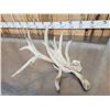 Image 2 : Big Gnarly Nontypical Whitetail Shed Antler