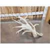 Image 3 : Big Gnarly Nontypical Whitetail Shed Antler
