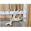 Image 1 : Big Palmated Whitetail Shed Antler