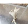 Image 3 : Big Palmated Whitetail Shed Antler