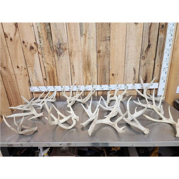 29.1 Lbs Of Big Whitetail Shed Antlers