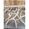 Image 3 : 29.1 Lbs Of Big Whitetail Shed Antlers