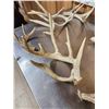 Image 4 : 29.1 Lbs Of Big Whitetail Shed Antlers