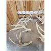 Image 5 : 29.1 Lbs Of Big Whitetail Shed Antlers