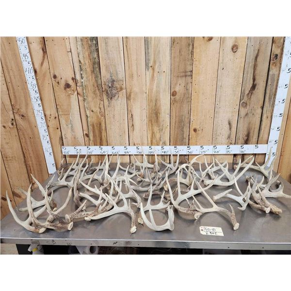35 Lbs Of Whitetail Shed Antlers
