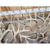 Image 4 : 35 Lbs Of Whitetail Shed Antlers