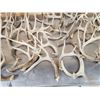 Image 5 : 35 Lbs Of Whitetail Shed Antlers