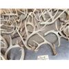 Image 6 : 35 Lbs Of Whitetail Shed Antlers