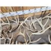Image 7 : 35 Lbs Of Whitetail Shed Antlers
