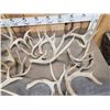 Image 8 : 35 Lbs Of Whitetail Shed Antlers