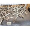 Image 9 : 35 Lbs Of Whitetail Shed Antlers