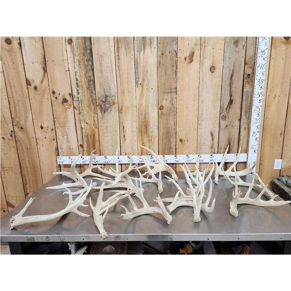 32.9 Lbs Of Big Whitetail Shed Antlers