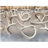 Image 4 : 19.4 Lbs Of Deer Antlers