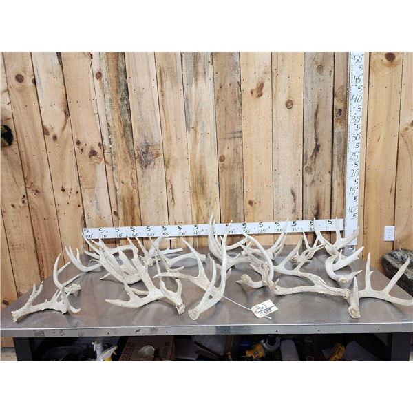 31.6 Lbs Of Big Whitetail Shed Antlers