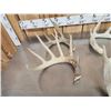 Image 2 : 20.2 Lbs Of Whitetail Antlers