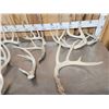 Image 5 : 20.2 Lbs Of Whitetail Antlers