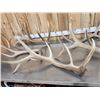 Image 2 : Group Of 5 Elk Shed Antlers