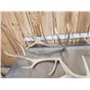 Image 3 : Group Of 5 Elk Shed Antlers