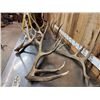 Image 4 : Group Of 5 Elk Shed Antlers