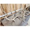 Image 5 : Group Of 5 Elk Shed Antlers