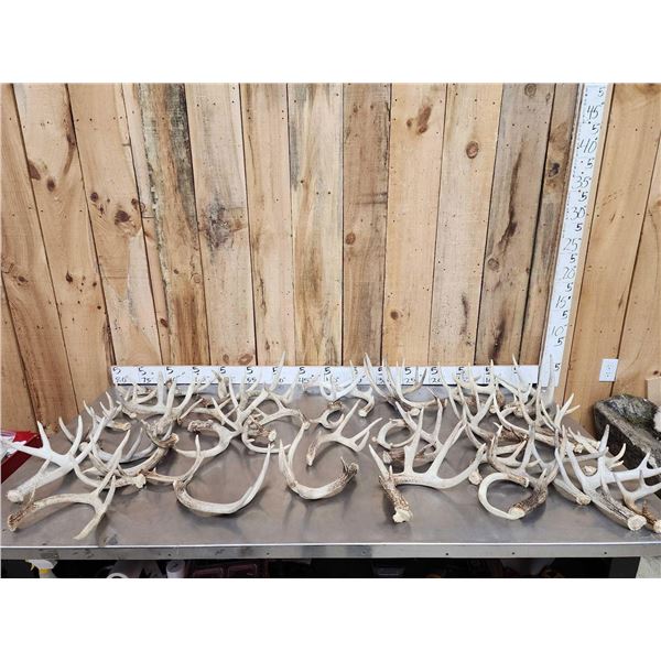 38.7 Lbs Of Whitetail Shed Antlers