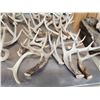 Image 2 : 38.7 Lbs Of Whitetail Shed Antlers