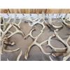 Image 5 : 38.7 Lbs Of Whitetail Shed Antlers