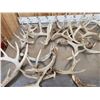 Image 7 : 38.7 Lbs Of Whitetail Shed Antlers