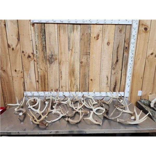 25.8 Lbs Of Whitetail Antlers Cut Below The Burr