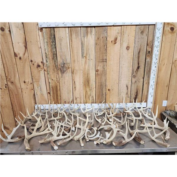 41.2 Lbs Of Whitetail Antlers