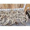 Image 2 : 41.2 Lbs Of Whitetail Antlers