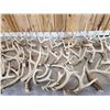 Image 3 : 41.2 Lbs Of Whitetail Antlers