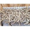 Image 4 : 41.2 Lbs Of Whitetail Antlers
